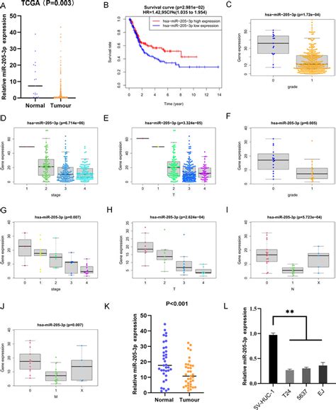 Decreased MiR 205 3p Expression Is Associated With Poor Prognosis Of