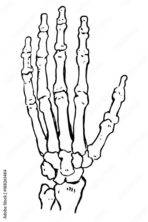 Vector Illustration Hand Bones Outline Drawing Orthopedic Human Hand