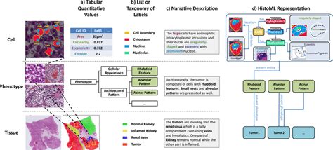 Exemplar Representations Of Histopathological Features Using The Download Scientific Diagram