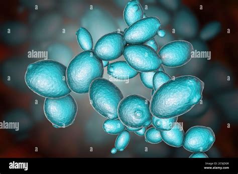 Saccharomyces Cerevisiae Microscope Budding