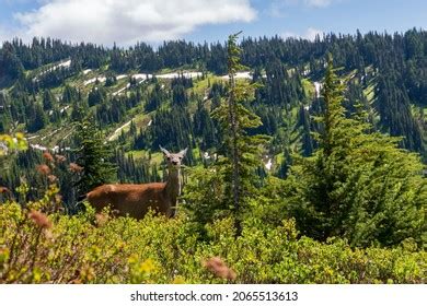 751 Mount Rainier Wildlife Images, Stock Photos & Vectors | Shutterstock