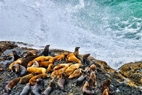 This Is Oregon State No 18 Sea Lion Splash Photograph By Paul W