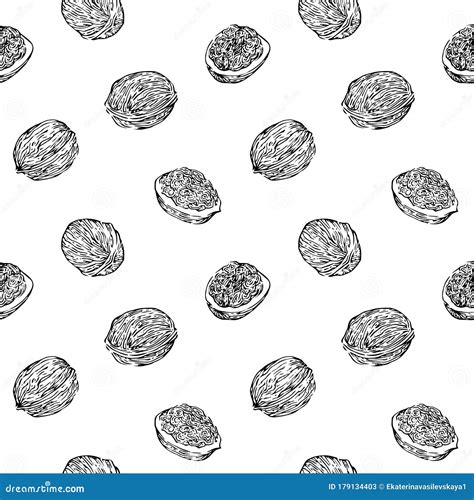 Hand Drawn Walnuts Seamless Pattern Black Ink Drawing Sketch Vector