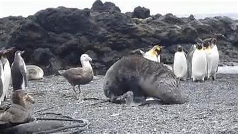 Se Incrementan Los Casos De Focas Teniendo Sexo Con Pingüinos El Norte De Castilla