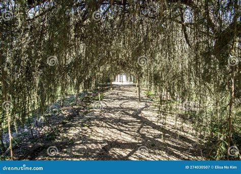 natural path stock image image  walk woodland