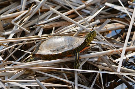 painted turtle minnesota anoka county fridley springbr flickr