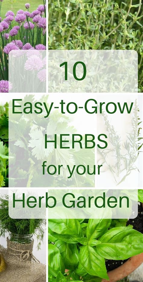 These 10 Herbs Are So Easy To Grow Even For Gardening Newbies Herb