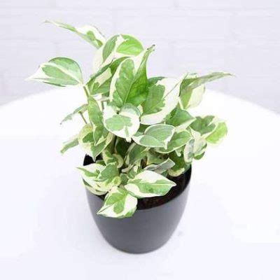 Top 7 Money Plant varieties found in India to bring in your home