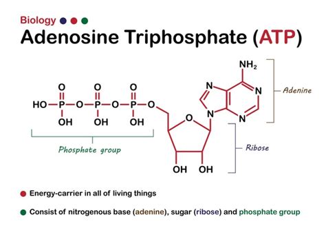 774 Adenosine Triphosphate Images, Stock Photos, 3D objects, & Vectors ...