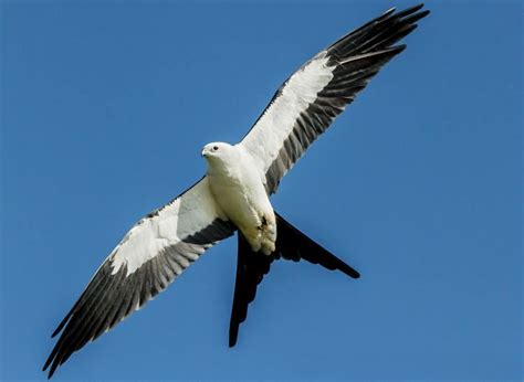 Kite (bird) - Alchetron, The Free Social Encyclopedia