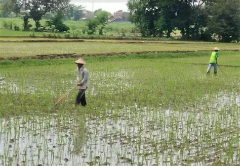 Penggunaan Pupuk Kimia Sudah Overdosis Ternyata Ini Dampaknya Krjogja