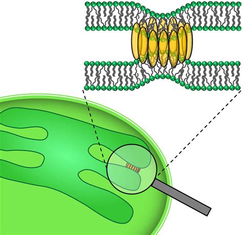 Thylakoid Membrane Structure