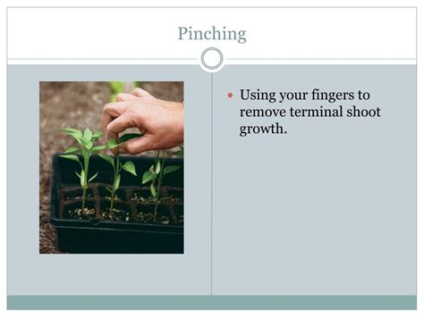 pruning powerpoint    id