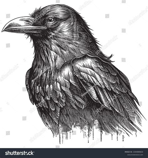 11+ Thousand Crow Sketch Royalty-Free Images, Stock Photos & Pictures ...