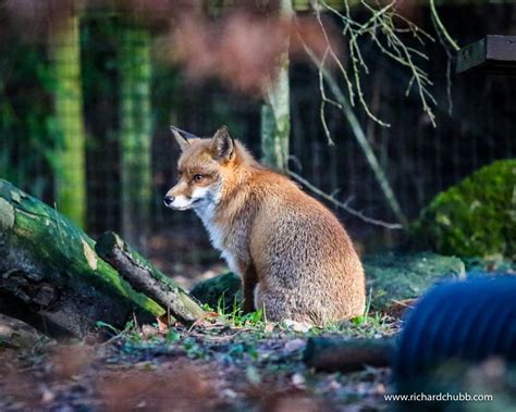 New Forest Wildlife Park - Worth a Visit?