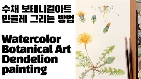 수채 보태니컬아트 민들레 그리는 방법 Watercolour Botanical Art Dandelion Painting Youtube