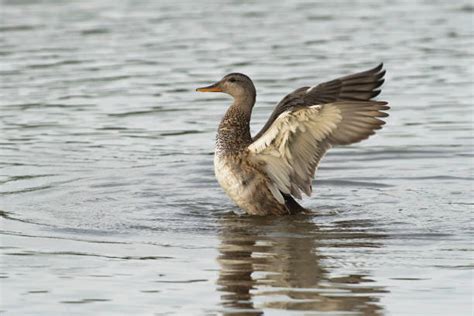 2,600+ Gadwall Duck Stock Photos, Pictures & Royalty-Free Images - iStock