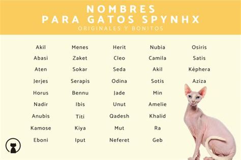 Nombres Para Gatos Sin Pelo Mascotas Ex Ticas