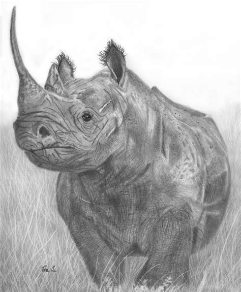 Tina Rhino Drawing Realistic Pencil Drawing By Artist Melissa Schatzmann