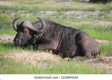 Water Buffalo South Africa Stock Photo 1210694164 | Shutterstock