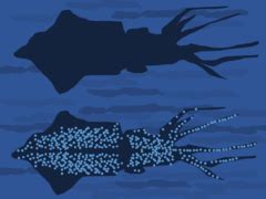 squid wikipedia