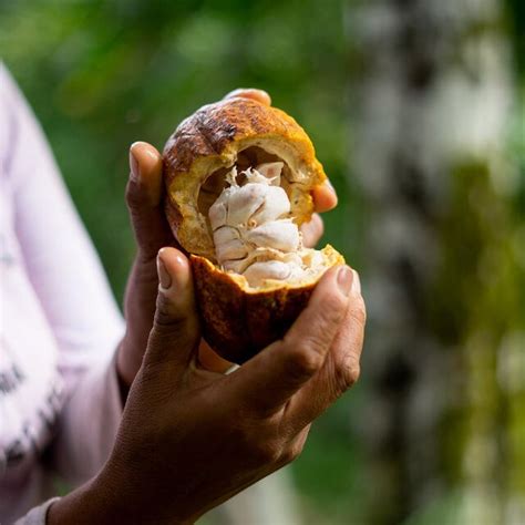 Ecuador El Tercer Mayor Productor Y Exportador De Cacao En El Mundo