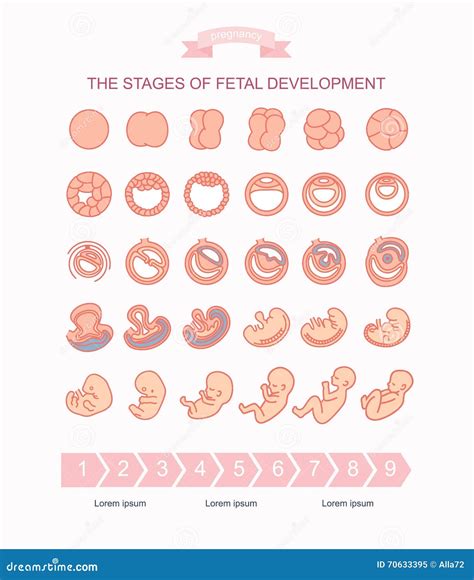 Vector Illustration Stages Of Fetal Development