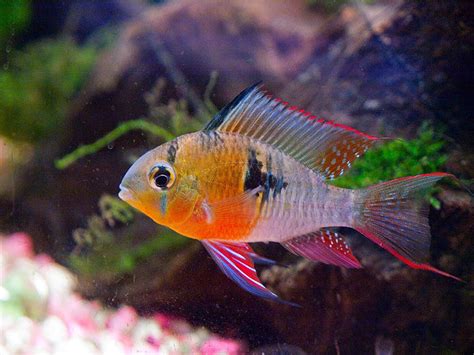 Photo 3 Bolivian Ram Colours Black Angels Bolivian Ram