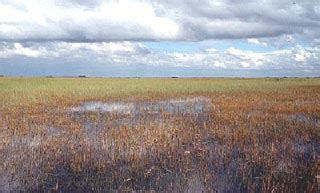 Sloughs South Florida Aquatic Environments