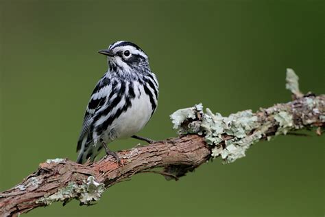 Black-and-white Warbler 6