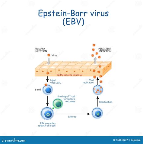 Herp S Cycle De R Plication Epstein Barr Du Virus Ebv Illustration De