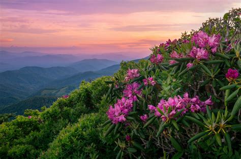 Wildflowers Travel Dreams Beautifulnow