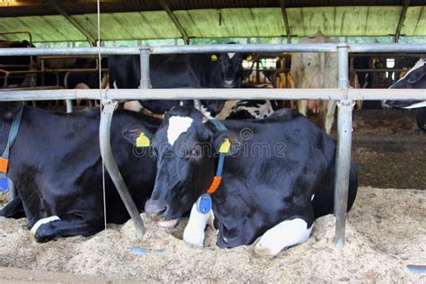 Dutch Black White Cows Cowshed Netherlands Stock Image Image Of