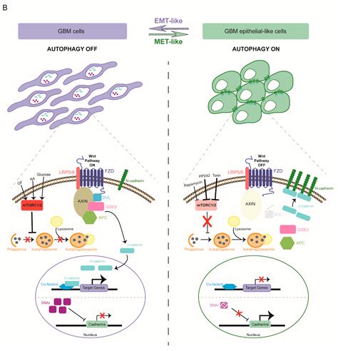 Cancers Free Full Text EMT Regulation By Autophagy A New