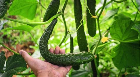 Как выбрать и вырастить длинные китайские огурцы