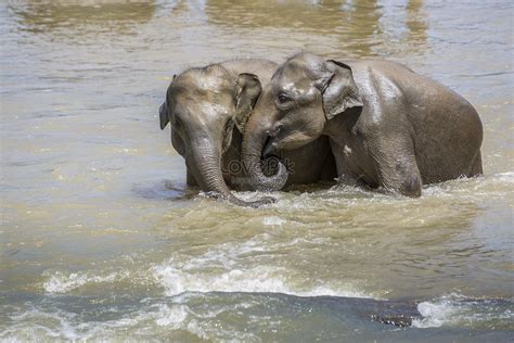 An Elephant In The Water. Picture And HD Photos | Free Download On Lovepik