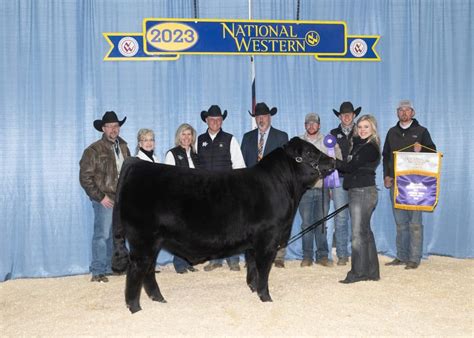 Limousin cattle outshine at the 2023 NWSS Open Show | TheFencePost.com