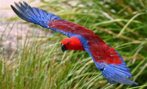 Female Eclectus Parrot In Flight Australian Parrots Beautiful Birds Colorful Birds