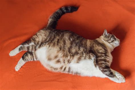 Very Fat Cat Is Obese Lies On An Orange Blanket Stock Photo Image Of