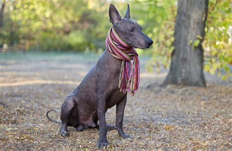 how to pronounce xoloitzcuintle