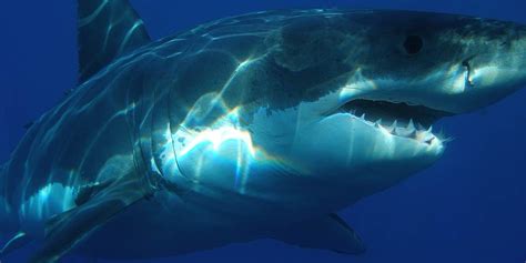 Megalodon – a prehistoric shark | DinoAnimals.com