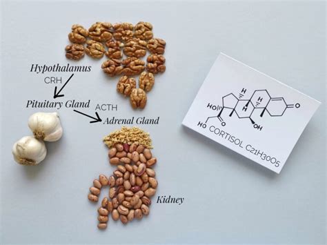 Wie Sie Ihren Cortisolspiegel natürlich mit Ernährung senken können