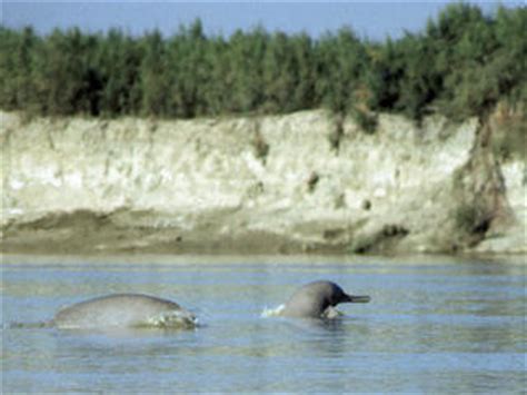 Indus River Dolphin | Species | WWF