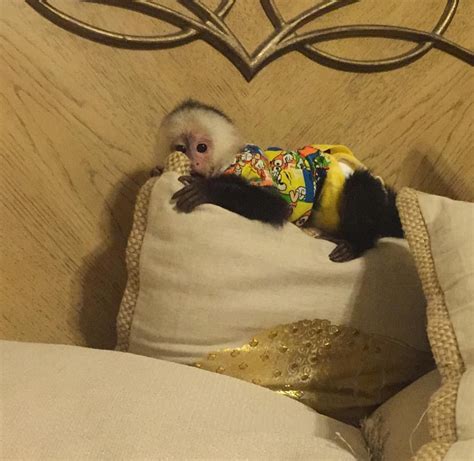 Get A Beautiful Baby Capuchin Or Marmoset Monkey Buyforfarm Free