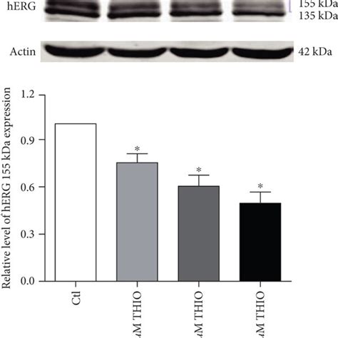 Thio Treatment Reduces Herg Protein Levels And Herg Current A