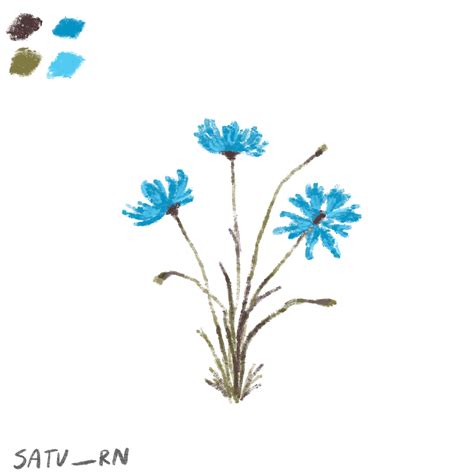 Blue Cornflower Drawing