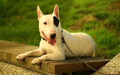 Bull Terrier My Doggy Rocks