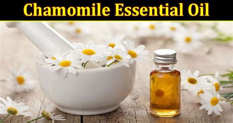 Does Chamomile Essential Oil Help You Sleep Better