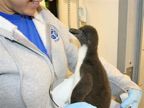 Portly Penguin Chicks Waddle into Tennessee - ZooBorns