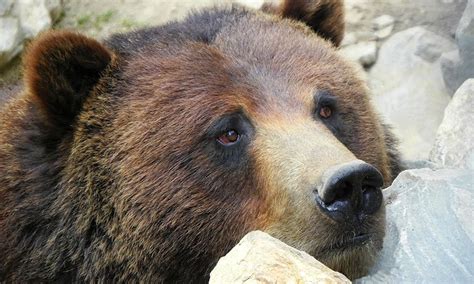 Big Bear Alpine Zoo Inland Empire Deal of the Day | Groupon Inland Empire